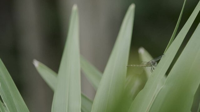 Dragonfly sitting on plant - close up