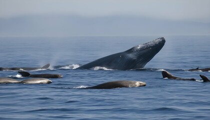 A Blue Whale Swimming Past A Group Of Seals Showc