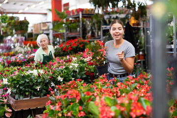 Glad young woman purchasing big begonia in garden pots in point of sale of plants outdoors - 769230725