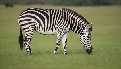 Fototapeta na wymiar A Zebra With Its Head Lowered Munching On Grass