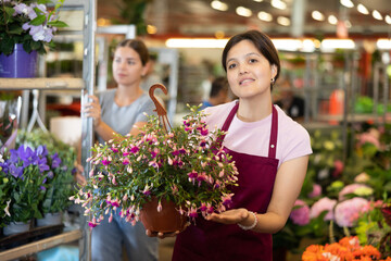 Smiling middle-aged saleswoman holding fuchsia in flower pots in open-air plants market - 769230980
