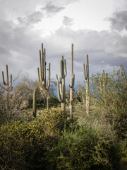 Saguaro cacti on green hillside in Tonto National Forest near Phoenix Arizona with stormy sky