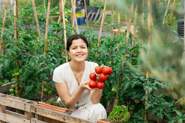Woman gardener hands holding fresh tomato harvested at moment on countryside. Agricultural bio and eco farming. - 769232713