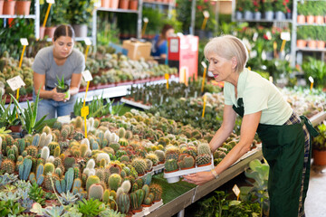 Elderly woman working at the flower market is attentive examining cactus in pot - 769233738