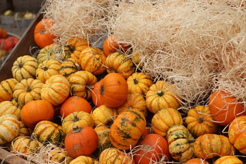 Autumn Decoration pumpkins - 769233745