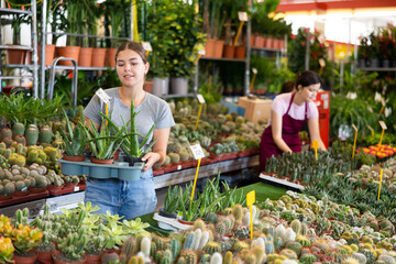 Smiling young woman customer choosing aloe in flower-pots in open-air plants market - 769233943