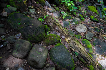 Close up photo of decayed old rotten wood log. Decomposed tree trunk with moss and dead leaves humus on the ground in the forest. Concept for international forest day, go green, earth day, ecology.