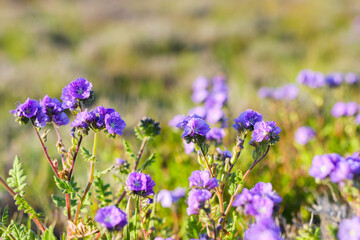 Wildflower meadow, super bloom season in sunny California. Colorful flowering meadow with blue, purple, and yellow flowers close-up