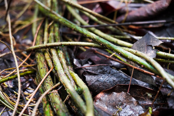 Tangled wild vines plant growing stalks in the forest wet ground.