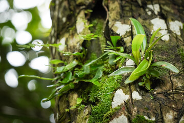 Small Epiphyte orchid plants growing stuck to the tree bark. Moss and plants stick to the trunk.