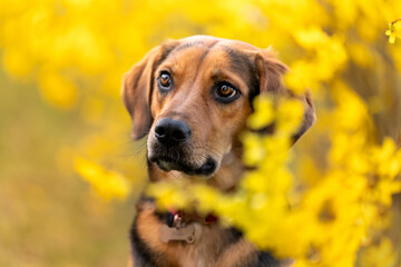 Portret psa w kwitnącej forsycji - obrazy, fototapety, plakaty