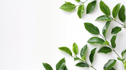 Fresh green leaves arranged in the upper left corner against a clean white background.