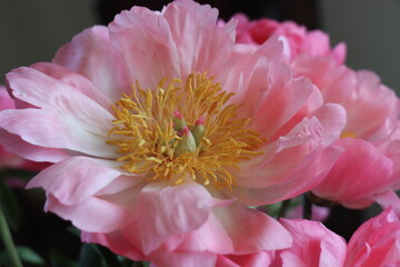 Big pink peony in full bloom - 769238553