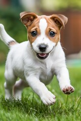 Playful young canine frolicking on green meadow   adorable puppy enjoying outdoors