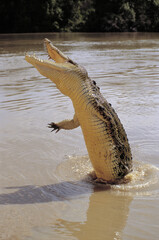 Saltwater crocodile leaping out of the Adelaide river near Darwin, Northern Territory, Australia. - 769239710