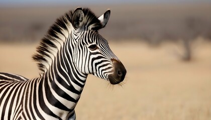 Fototapeta na wymiar A Zebra With Its Mane Blowing In The Wind