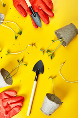 Flat lay peat pots, gloves, gardening tools and greens on yellow background, Spring garden works...