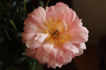 Big pink peony in full bloom - 769243309