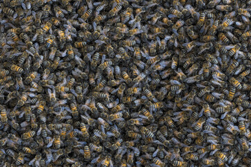 Background of honeybees, Apis, shown in Pasadena, California.