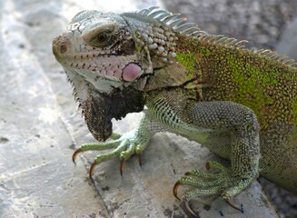 Tortugas,iguanas gentiles animales como venidos directamente desde la prehistoria. © FILIPPO