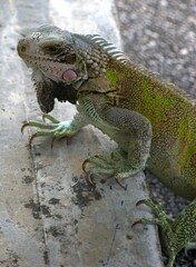 Tortugas,iguanas gentiles animales como venidos directamente desde la prehistoria. © FILIPPO