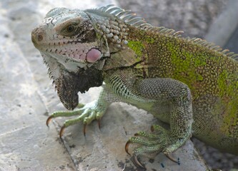Tortugas,iguanas gentiles animales como venidos directamente desde la prehistoria.