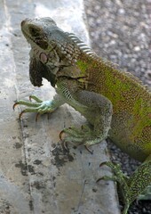 Tortugas,iguanas gentiles animales como venidos directamente desde la prehistoria. © FILIPPO