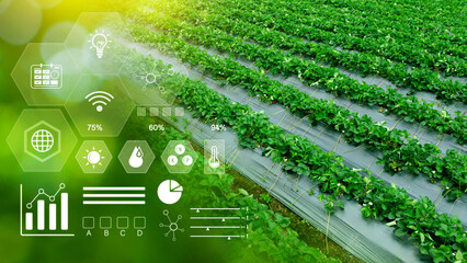 Vegetable fresh in greenhouse with infographics, Smart farming and precision agriculture 4.0 with...
