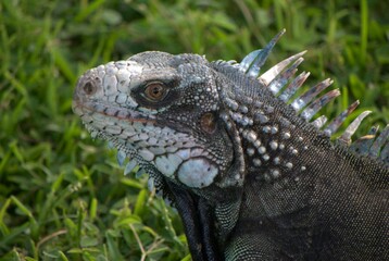 Tortugas,iguanas gentiles animales como venidos directamente desde la prehistoria. © FILIPPO