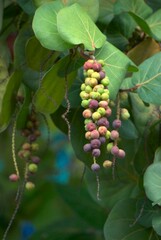 Frutas,de gran variedad todas tropicales,naranjas,cacao,nisperos,mandarinas.