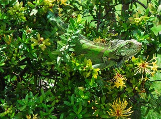 Tortugas,iguanas gentiles animales como venidos directamente desde la prehistoria. © FILIPPO