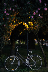 Fototapeta premium Bicycle with basket parked near beautiful tree in evening