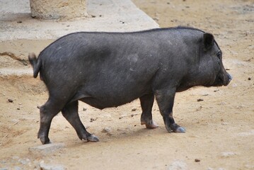 La diversidad que hay en los mamiferos es casi infinita,pequeños,grandes dociles,salvajes.
