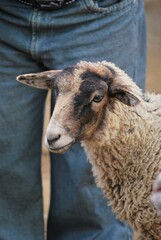 La diversidad que hay en los mamiferos es casi infinita,pequeños,grandes dociles,salvajes.