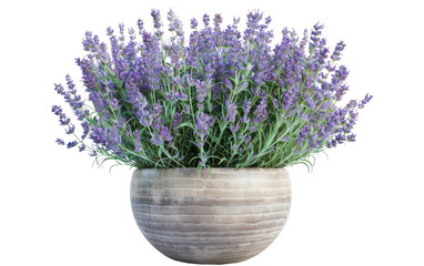 Lavender Bouquet Selections isolated on transparent Background