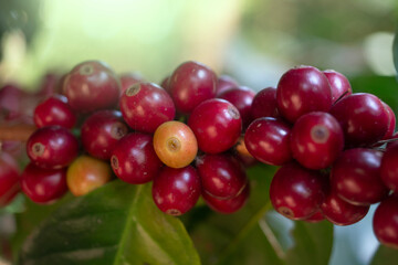Aribica coffee beans plant for nature background.