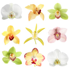 Different beautiful orchid flowers isolated on white, set © New Africa
