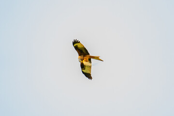 Red Kite, Fork Harrier, Hawk, Hunting, Predator, Bird of Prey, Raptor, Wildlife