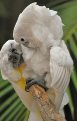 Cacatuas!Nos exiben con orgullo su bellisimo plumaje impecablemente blanco!