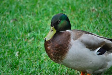 Aves,acuaticas,avestruces,voladores,nadadores,corredores de gran tamaño,pequeños!