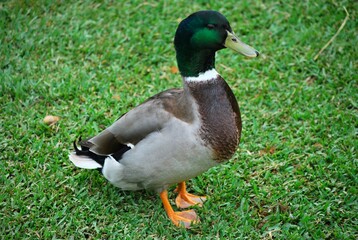 Aves,acuaticas,avestruces,voladores,nadadores,corredores de gran tamaño,pequeños!