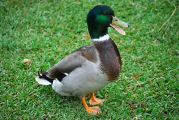 Aves,acuaticas,avestruces,voladores,nadadores,corredores de gran tamaño,pequeños!