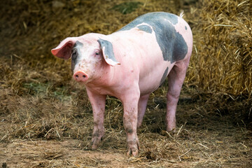 spotted, spotted pig, domestic pig, pigs, pigs, animal, farm, meat
