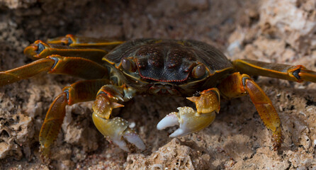 Grapsus albolineatus is a species of decapod crustacean in the family Grapsidae. Crab, on a reef rock. Fauna of the Sinai Peninsula.