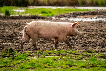 spotted, spotted pig, domestic pig, pigs, pigs, animal, farm, meat