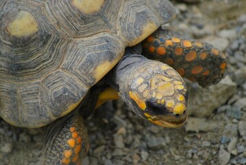 Tortugas,iguanas gentiles animales como venidos directamente desde la prehistoria. © FILIPPO