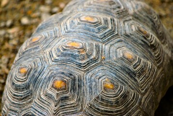 Tortugas,iguanas gentiles animales como venidos directamente desde la prehistoria. © FILIPPO