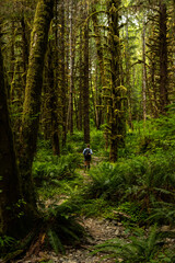 Hiker Walks Down Rocky Trail Amont The Towering  Moss Covered Trees