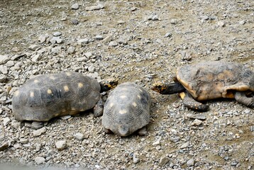 Tortugas,iguanas gentiles animales como venidos directamente desde la prehistoria. © FILIPPO