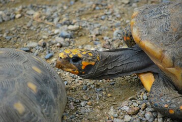 Tortugas,iguanas gentiles animales como venidos directamente desde la prehistoria. © FILIPPO